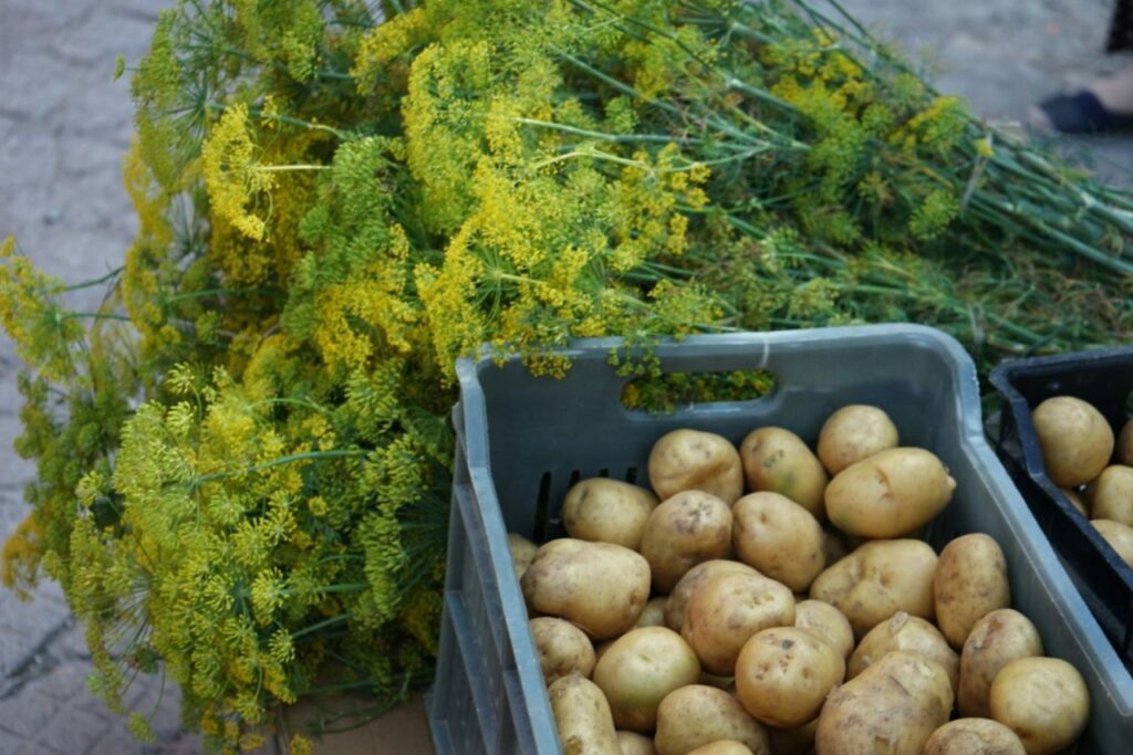 čerstvé brambory v bedýnce a kopr